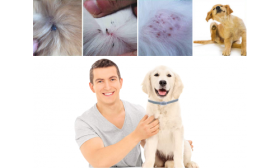 Naturalna obroża przeciwko pchłom i kleszczom dla psa Szczęśliwy właściciel psa i pies z obrożą przeciw pchłom, skuteczna w zapobieganiu podrażnieniom skóry i inwazji.