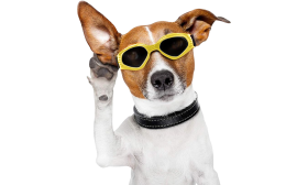 Stylowe Okulary Przeciwsłoneczne dla Psów z Filtrem UV Żółte okulary dla psa z ochroną UV, ciemne soczewki dla ochrony oczu i stylowego wyglądu. Regulowane i komfortowe.