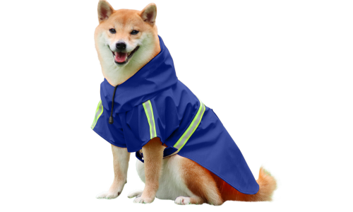 Shiba Inu w wodoodpornym niebieskim płaszczu przeciwdeszczowym z odblaskowymi paskami, łatwe paski do zakładania.