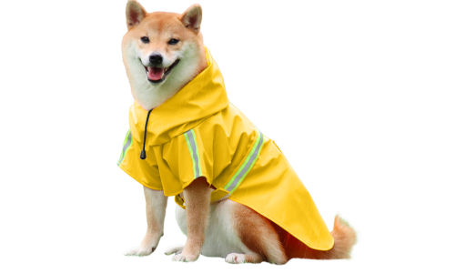 Shiba Inu w wodoodpornym żółtym płaszczu przeciwdeszczowym z odblaskowymi paskami, łatwe paski do zakładania na spacer.